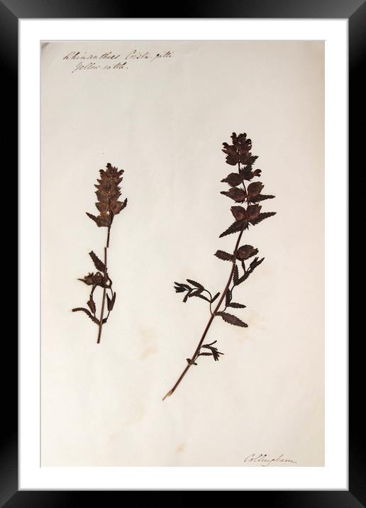 Herbarium - Original Victorian plant specimen Framed Mounted Print by Gavin Wilson