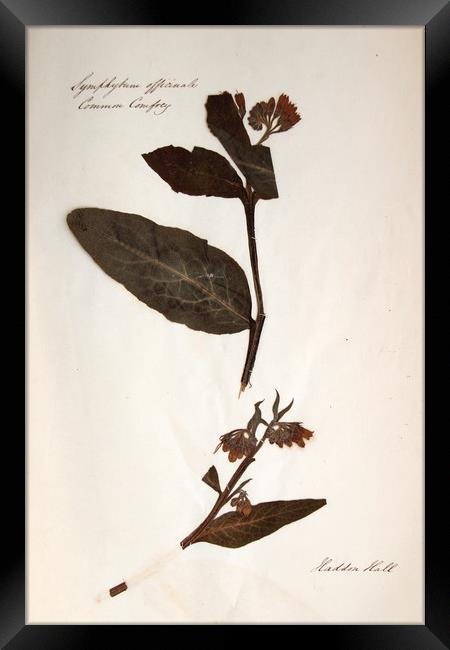 Herbarium - Original Victorian plant specimen Framed Print by Gavin Wilson