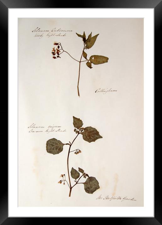 Herbarium - Original Victorian plant specimen Framed Mounted Print by Gavin Wilson