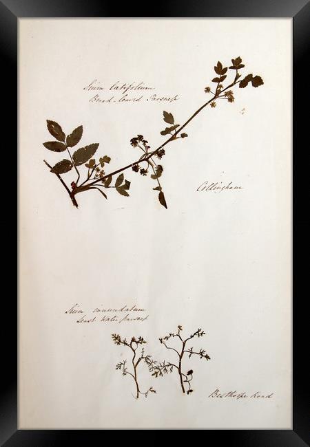 Herbarium - Original Victorian plant specimen Framed Print by Gavin Wilson