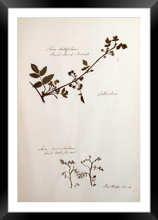 Herbarium - Original Victorian plant specimen Framed Mounted Print by Gavin Wilson