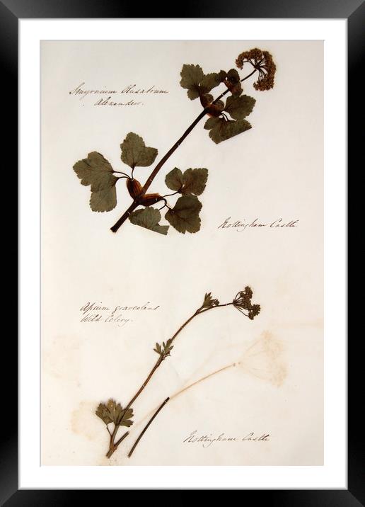 Herbarium - Original Victorian plant specimen Framed Mounted Print by Gavin Wilson