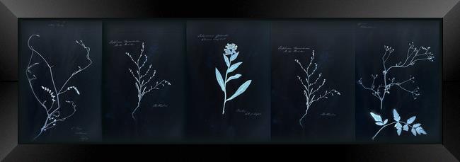 Dramatic Cyanotype Herbarium Framed Print by Gavin Wilson
