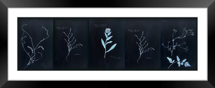 Dramatic Cyanotype Herbarium Framed Mounted Print by Gavin Wilson