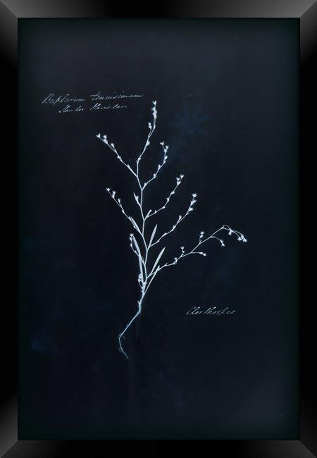 Cyanotype Vintage Botanical Specimen Framed Print by Gavin Wilson