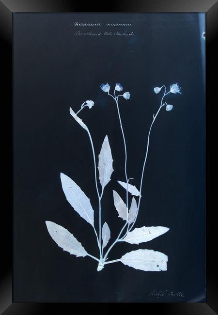 Vintage Botanical Specimen Cyanotype Framed Print by Gavin Wilson