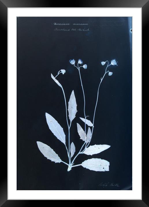 Vintage Botanical Specimen Cyanotype Framed Mounted Print by Gavin Wilson