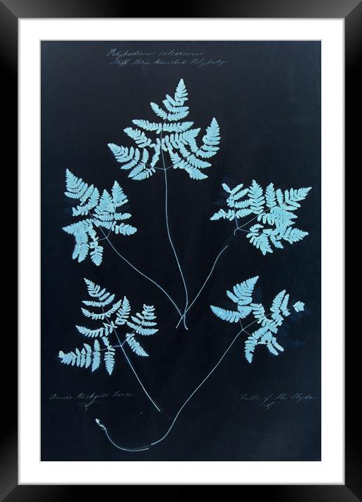  Cyan Vintage Botanical Specimen Framed Mounted Print by Gavin Wilson