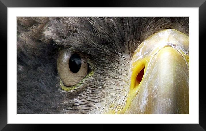 Close up of Eagle's Face Framed Mounted Print by Robert Rackham