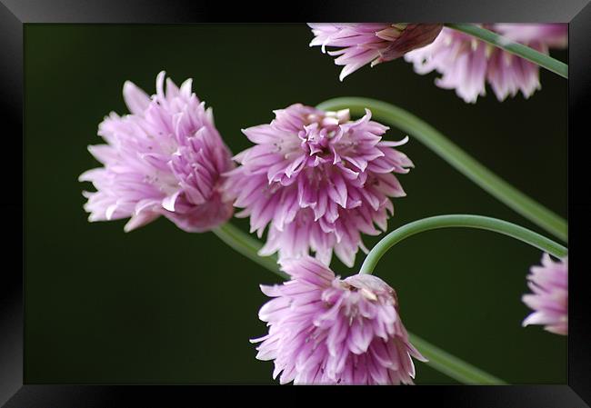 flower in bloom Framed Print by Zachary Bloom