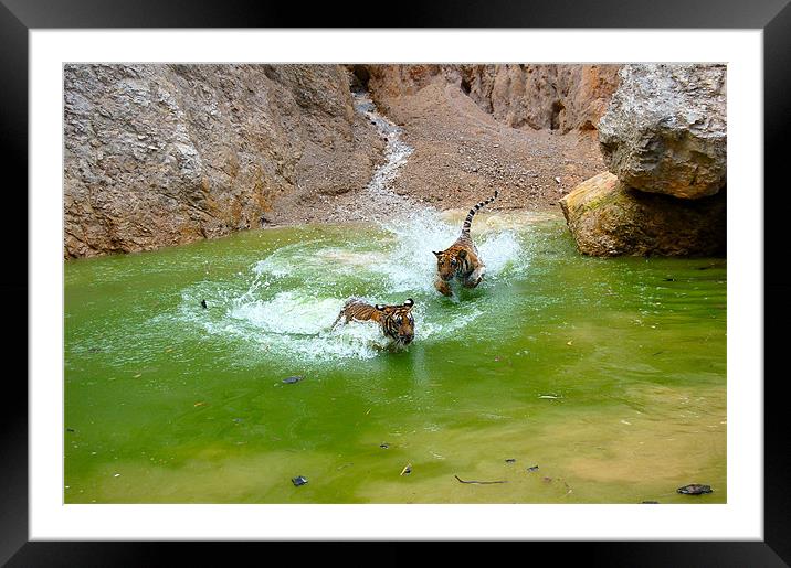 on the hunt Framed Mounted Print by Zachary Bloom