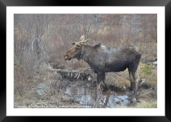 Wild Moose Framed Mounted Print by Zachary Bloom