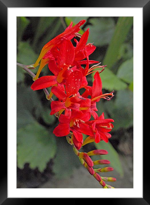 red blooms on a long stem Framed Mounted Print by george pinker