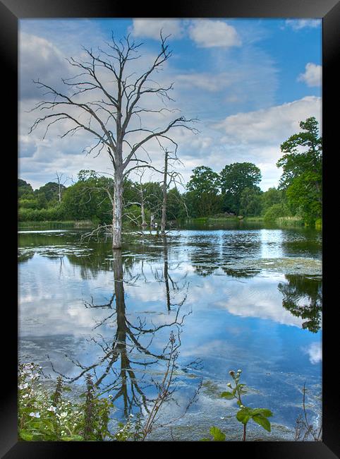 Dead Tree in the Lake Framed Print by David Yeaman