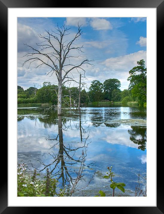 Dead Tree in the Lake Framed Mounted Print by David Yeaman