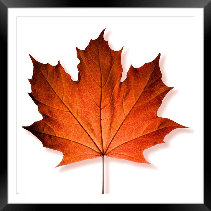 Red Maple Leaf Framed Mounted Print by David Yeaman