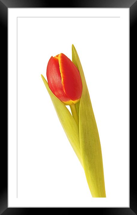 Single Red Tulip Framed Mounted Print by David Yeaman