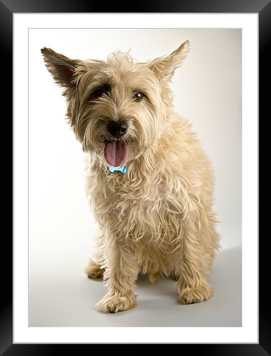 Cairn Terrier / Westie Hybrid Framed Mounted Print by David Yeaman