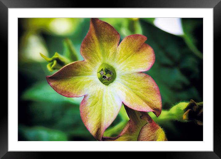 Nicotiana Orange Bicolour Framed Mounted Print by David Yeaman