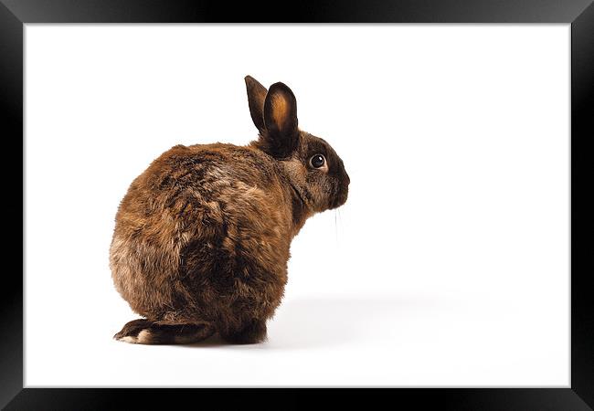 Rabbit looking over its shoulder Framed Print by David Yeaman