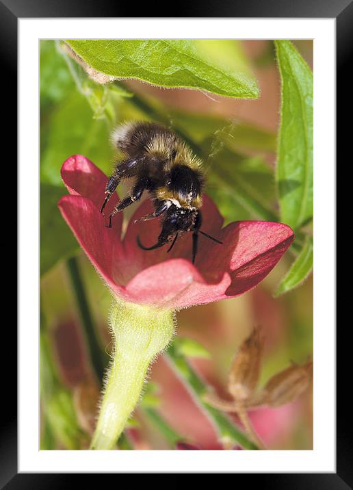 Busy Bee Framed Mounted Print by David Yeaman