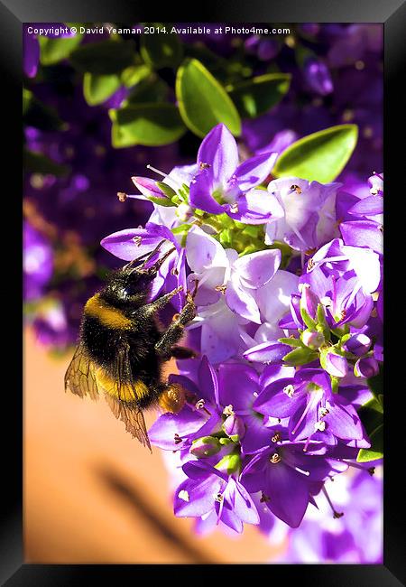 Busy Bee  Framed Print by David Yeaman