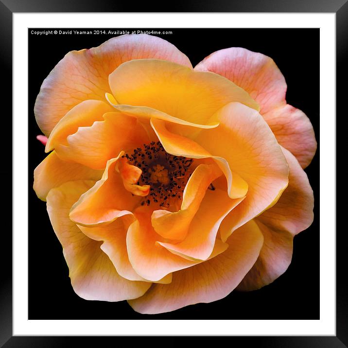  Solitary English Yellow Rose Framed Mounted Print by David Yeaman