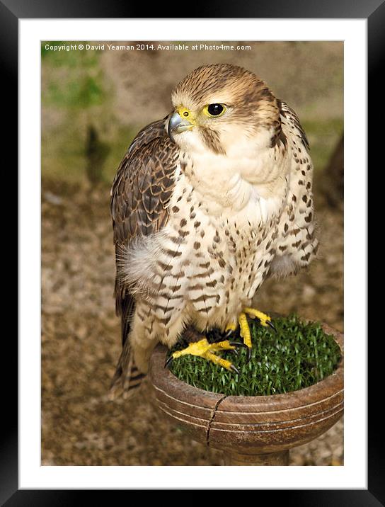 Lanner Falcon Framed Mounted Print by David Yeaman