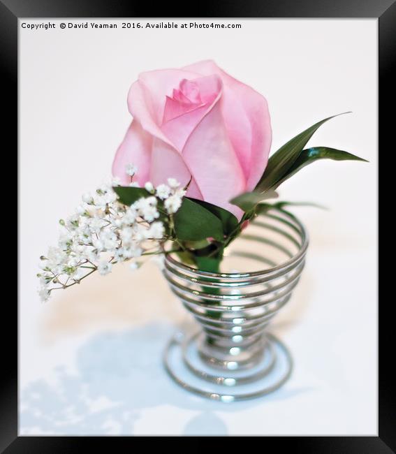 Pink Rose in an egg cup Framed Print by David Yeaman