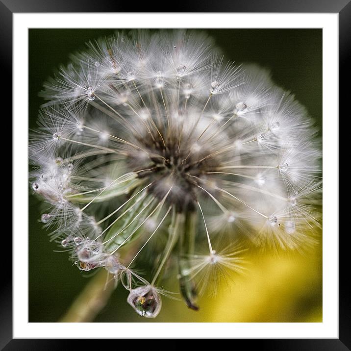 Diamante Dandelion Framed Mounted Print by Pauline Tims