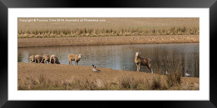 Sheep and Ducks on the Farm Framed Mounted Print by Pauline Tims