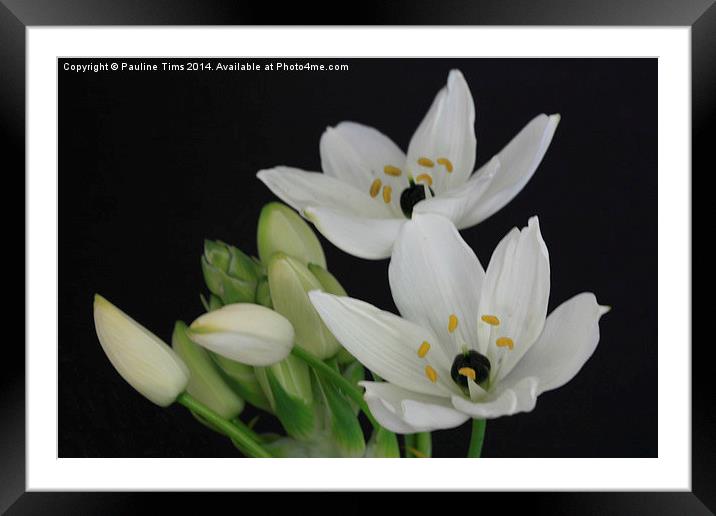 White Wonder Framed Mounted Print by Pauline Tims