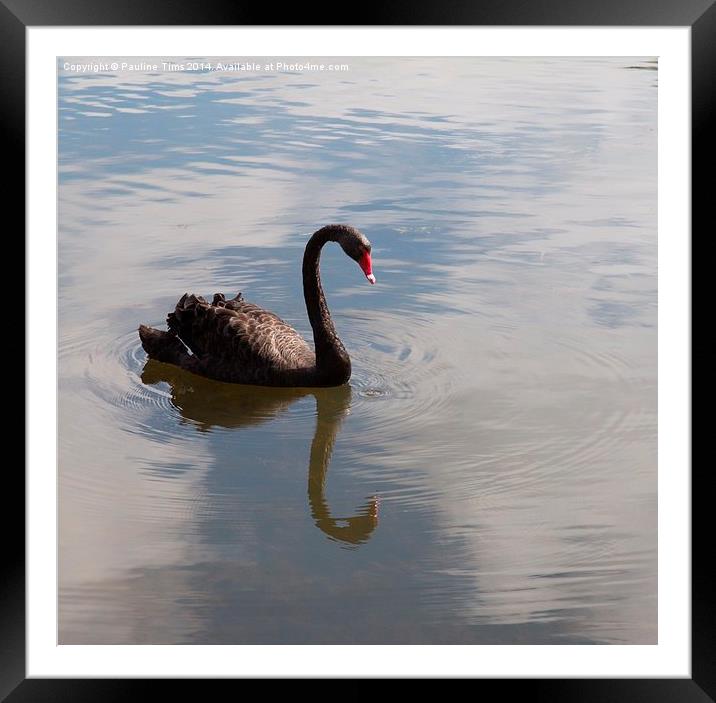 Black Swan Framed Mounted Print by Pauline Tims