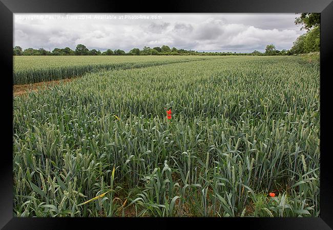  Essex landscape near Matching, Essex,UK Framed Print by Pauline Tims