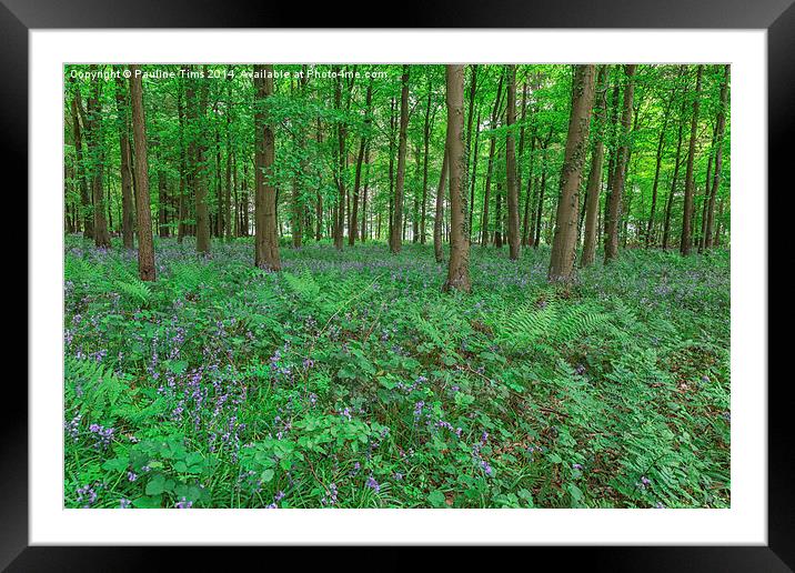  Blubell Wood, near Broadway Gloucestershire UK Framed Mounted Print by Pauline Tims