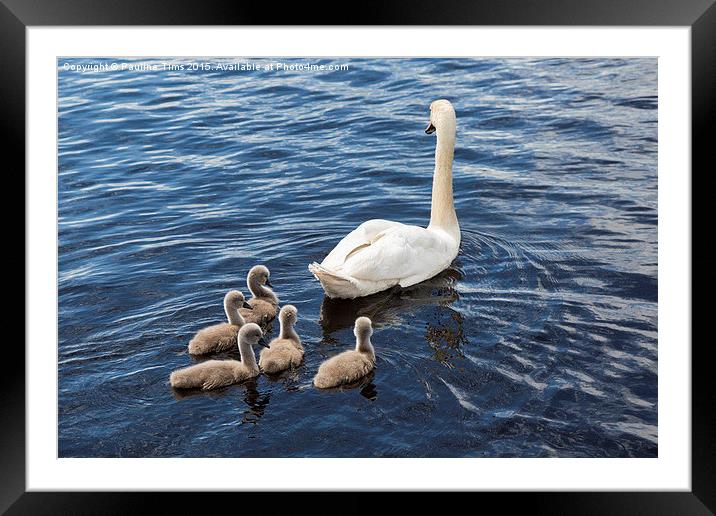  The Swan Family Framed Mounted Print by Pauline Tims