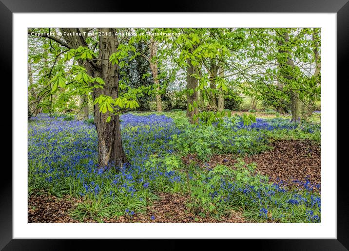 Bluebell Wood, Carrick on Shannon, Ireland Framed Mounted Print by Pauline Tims