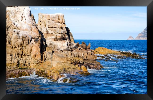 Seal Rock, Wine Glass Bay, Tasmania, Australia Framed Print by Pauline Tims