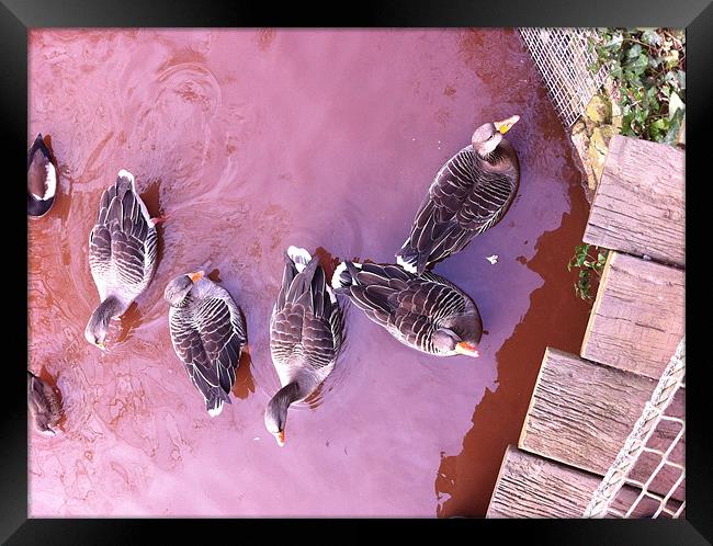 Ducks at the zoo Framed Print by theo knight