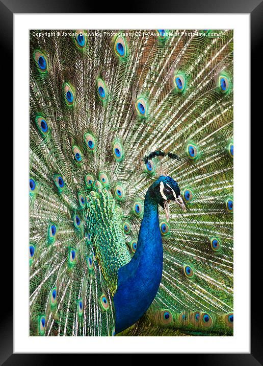Whos A Pritty Pavo Cristatus Framed Mounted Print by Jordan Browning Photo
