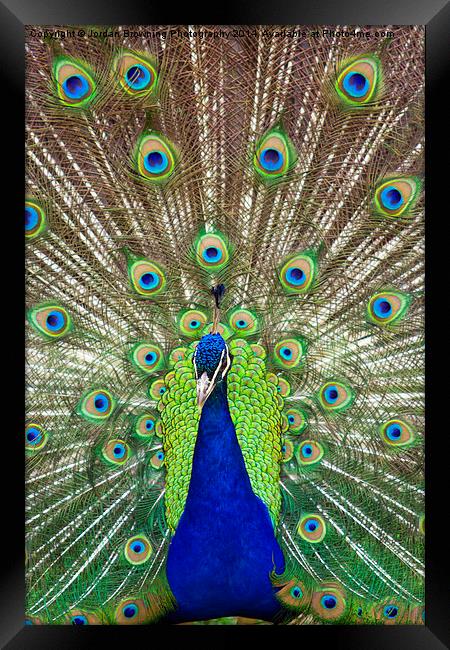 Peacock Symmetry Framed Print by Jordan Browning Photo