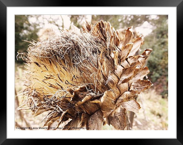 Autumn Artichoke Framed Mounted Print by Laura Moseley