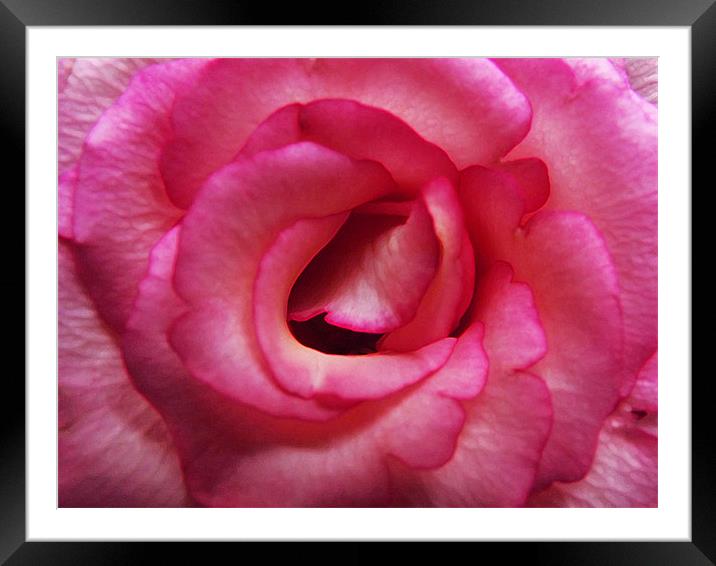 floral beauty Framed Mounted Print by Laura Moseley