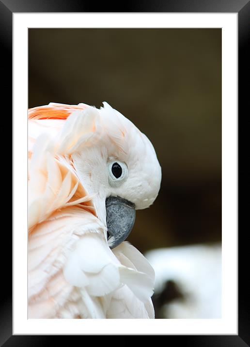 Peach Screech Framed Mounted Print by Zechariah Richardson