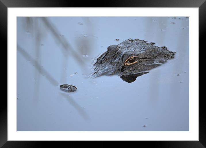 Alligator in Everglades Framed Mounted Print by Phillip Mason