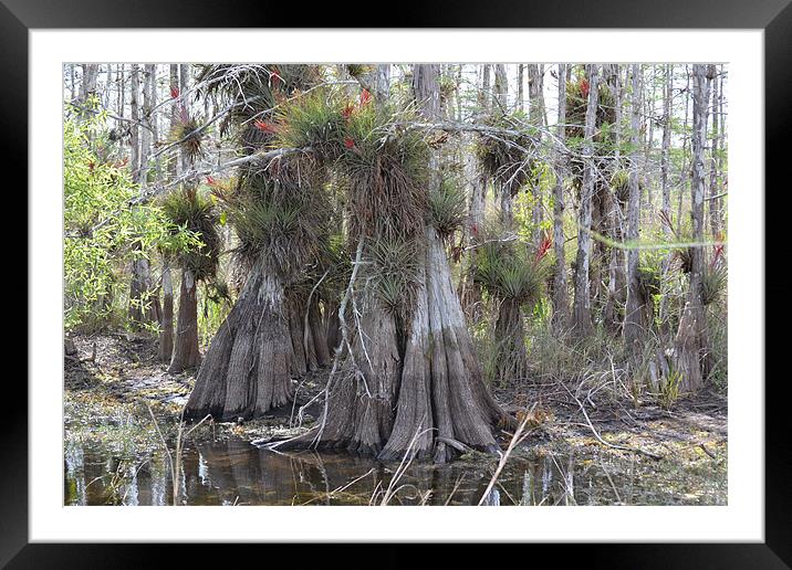Bald Cypress Trees Framed Mounted Print by Phillip Mason