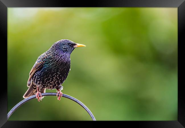 Starling Framed Print by Alan Strong