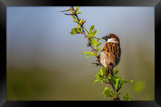 Male sparrow  Framed Print by Alan Strong