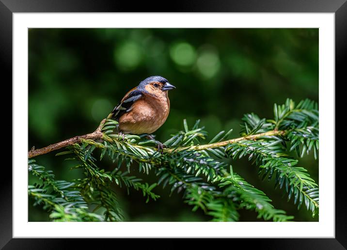 Chaffinch in the trees Framed Mounted Print by Alan Strong