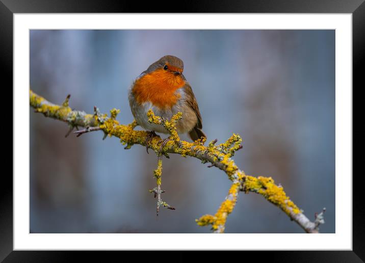 A Chilli Robin in the morning Framed Mounted Print by Alan Strong